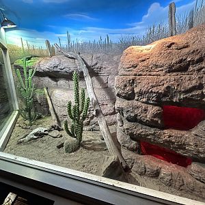 Mexican Beaded Lizard, Baja California Spiny-tailed Iguana & Desert Tortoise Exhibit - Unseen New World