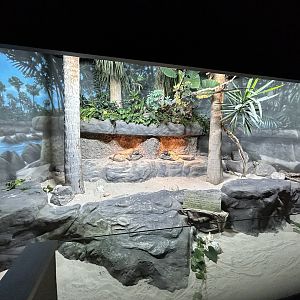 Rhinoceros Iguana Exhibit - Unseen New World