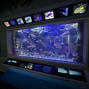 Large Reef Tank - Unseen New World