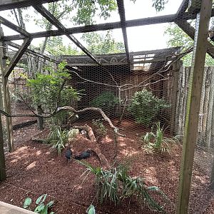 Blue-bellied Roller & Maleo Aviary