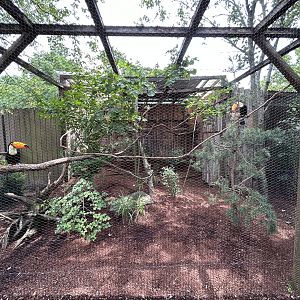 Toco Toucan Aviary