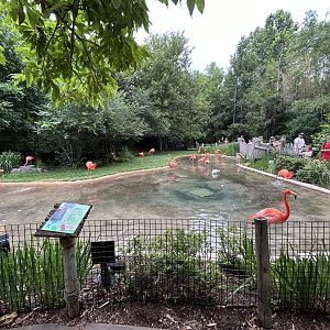 American Flamingo Exhibit