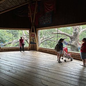 Mexican Spider Monkey Exhibit