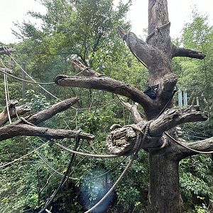 Mexican Spider Monkey Exhibit