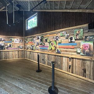 New World Primate Display