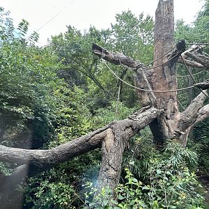 Mexican Spider Monkey Exhibit