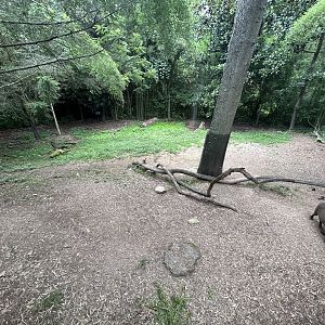 Sulawesi Babirusa Exhibit
