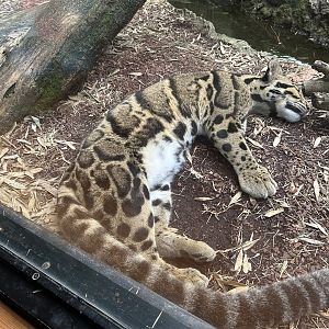 Sleeping Clouded Leopard