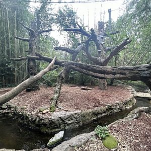 Clouded Leopard Exhibit