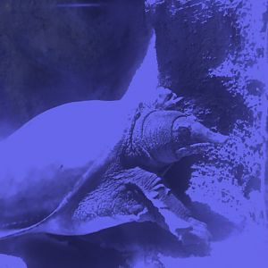 Is this an Euphrates softshell