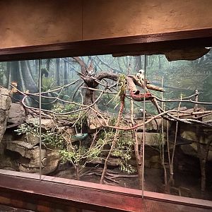 Cotton-top Tamarin Exhibit in Restroom