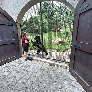 Andean Bear Training Demonstration
