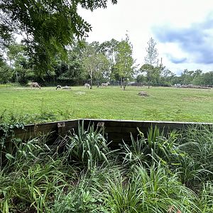Plains Zebra, Common Eland, Bontebok & Ostrich Exhibit