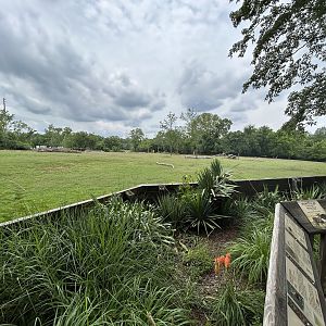Plains Zebra, Common Eland, Bontebok & Ostrich Exhibit