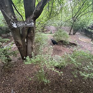 Double-wattled Cassowary Exhibit