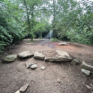 Red River Hog Exhibit