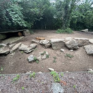 Red River Hog Exhibit