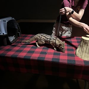 Fanaloka Demonstration