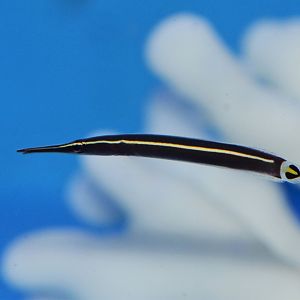 Urchin clingfish (Diademichthys lineatus)