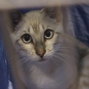 Bengal Cat, National Cat Show (Wellington)
