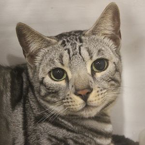 Bengal Cat, National Cat Show (Wellington)
