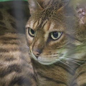Bengal Cat, National Cat Show (Wellington)