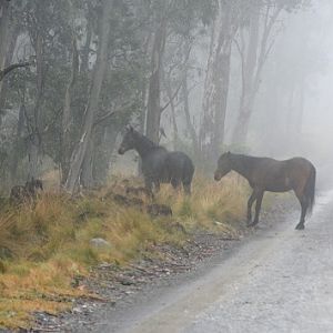 Brumbys (Feral horses).