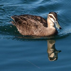 Pacific black duck