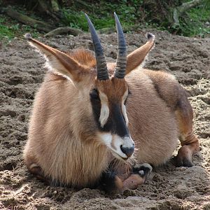 Roan antilope