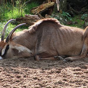 Roan antilope