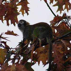 Squirrel monkey