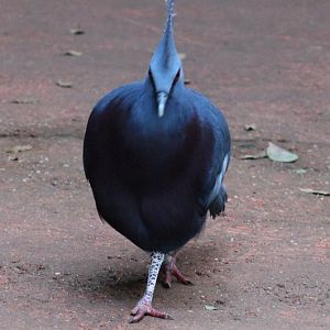Victoria crowned pigeon