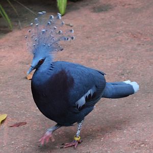 Victoria crowned pigeon