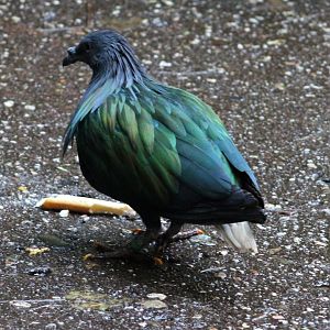 Nicobar pigeon