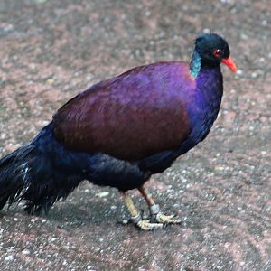 Bronze-necked pheasant-pigeon