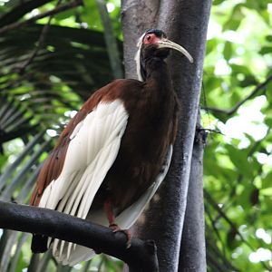 Madagascar crested ibis