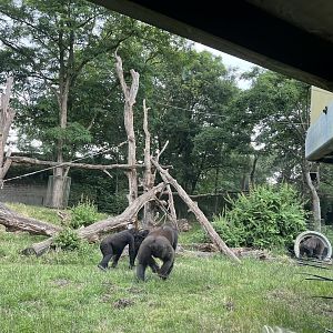 Gorilla enclosure 6.7.23