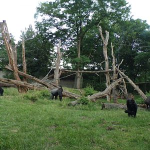 Gorilla enclosure 6.7.23