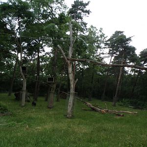 Gorilla enclosure 6.7.23