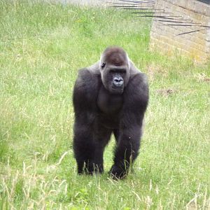 Male gorilla 6.7.23