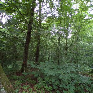 Wildlife area 6.7.23