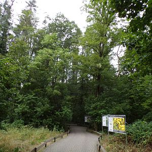 View of forested wildlife area 6.7.23