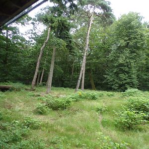 Cheetah enclosure 6.7.23