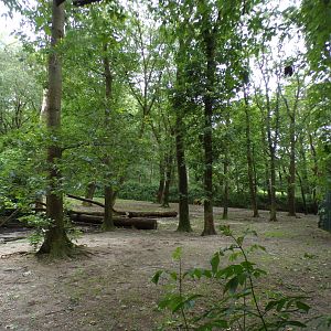 African lion enclosure 6.7.23