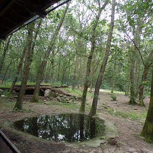 African lion enclosure 6.7.23