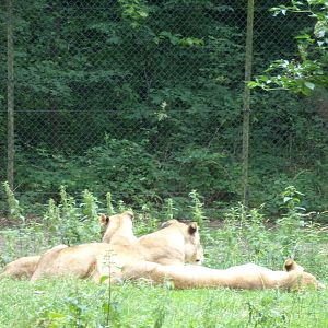 African lionesses 6.7.23