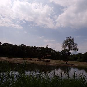 African savanna enclosure 6.7.23