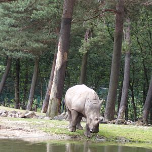 White rhino 6.7.23
