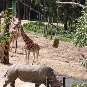 White rhino and Giraffes 6.7.23