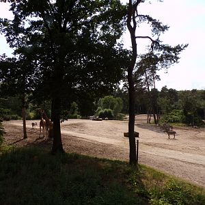 African savanna enclosure 6.7.23